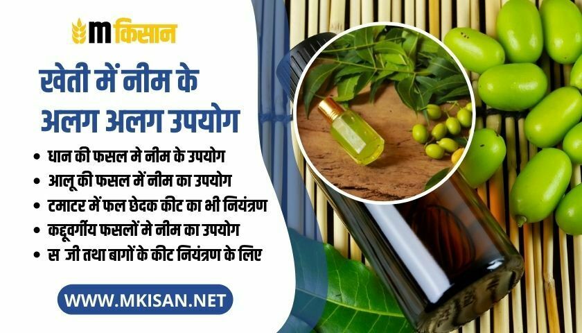 different-uses-of-neem-in-agriculture