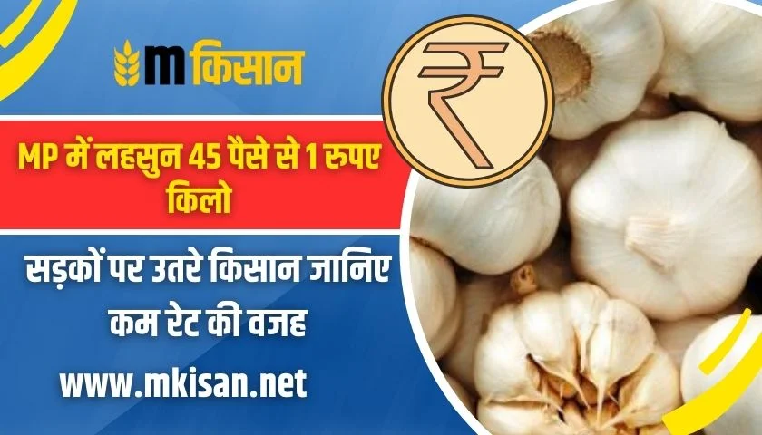 garlic-45-paise-to-1-rupee-kg