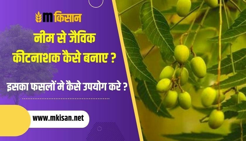 how-to-make-organic-pesticide-from-neem