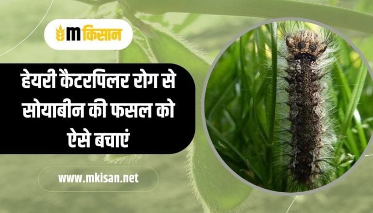 protect-soybean-crop-from-hairy-caterpillar-disease