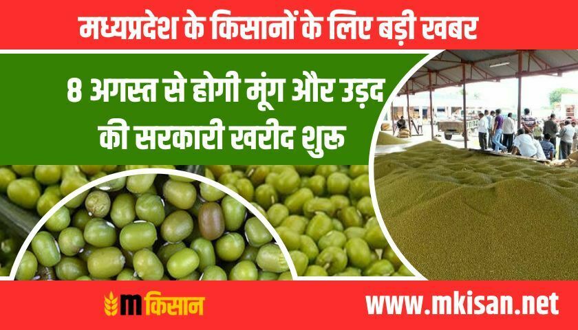 purchase-of-moong-urad-from-august-8