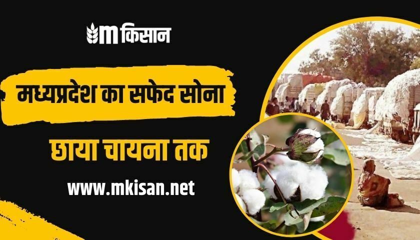mp-cotton-production-export-china