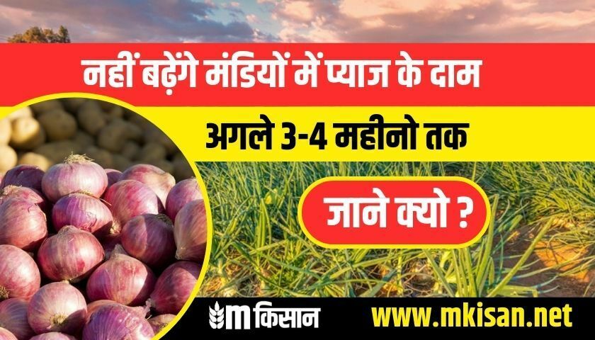 onion-prices-will-not-increase-in-mandis
