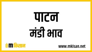 patan-mandi-bhav