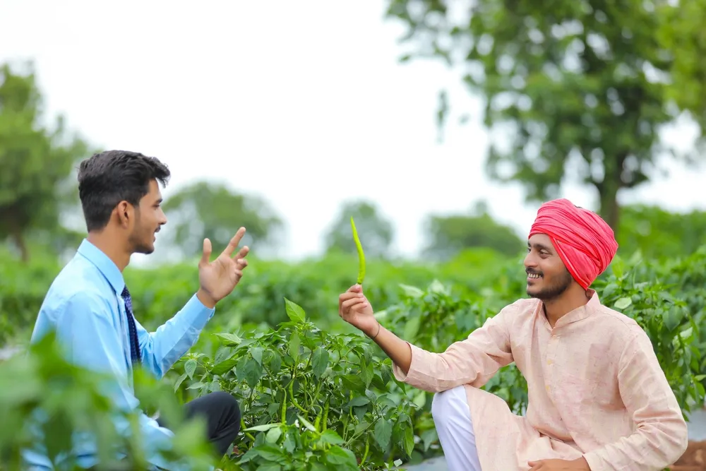 मिर्च की संकर किस्में जो देगी अधिक उत्पादन 2 varieties-of-chilli