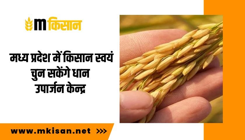 मध्य प्रदेश में किसान स्वयं चुन सकेंगे धान उपार्जन केन्द्र 2 farmers-will-be-choose-paddy-procurement-center