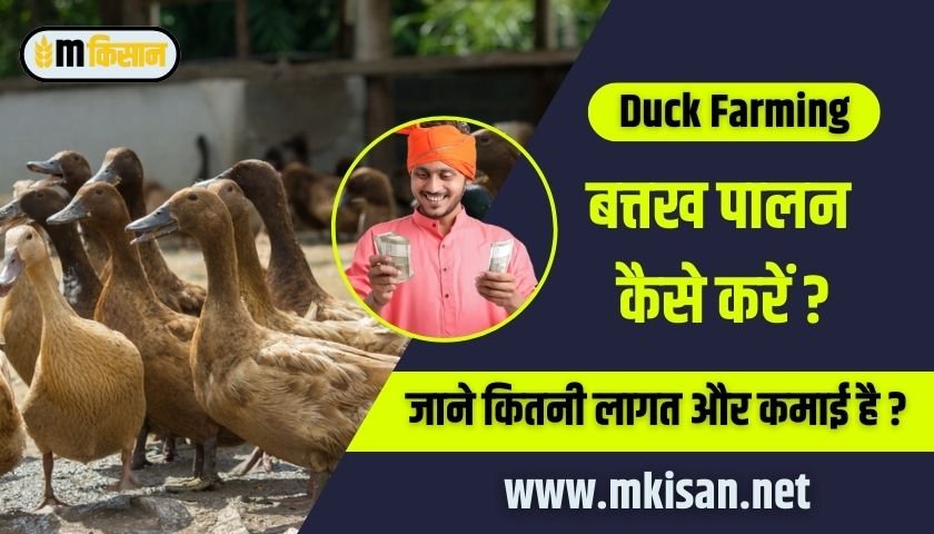 how-to-do-duck-farming