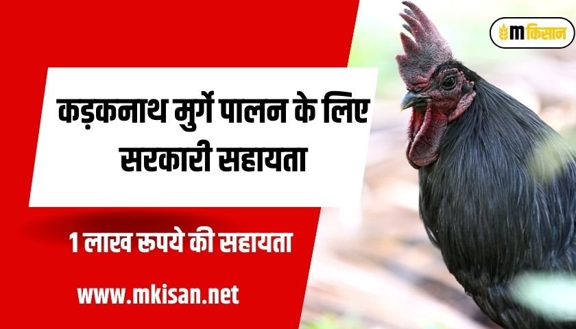 subsidy-for-kadaknath-poultry-farming
