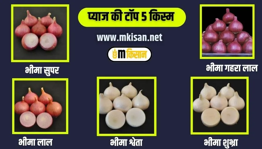 varieties of onion