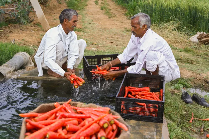 carrot crop