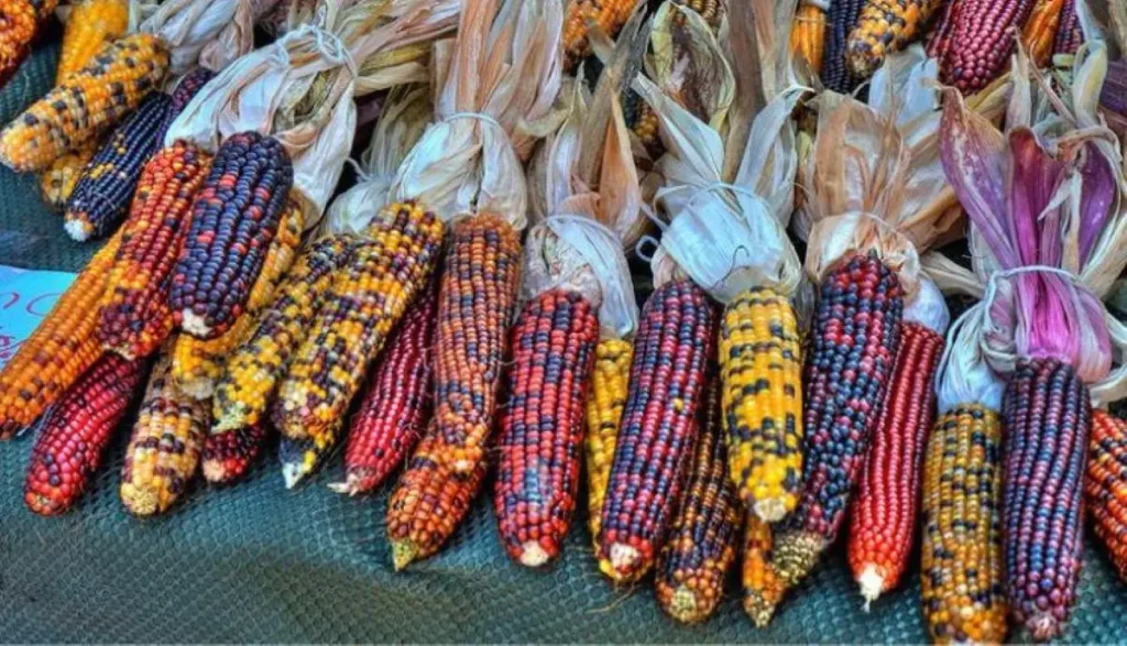 colored maize