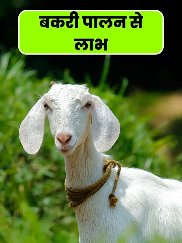 benefits-of-goat-farming (7)