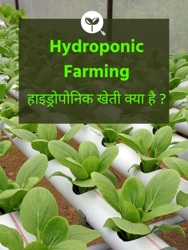 hydroponic-farming-advantages