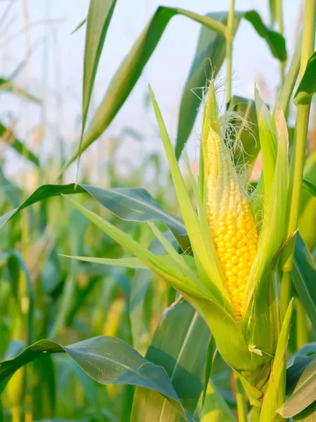 maize