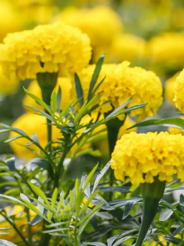 marigold-flower