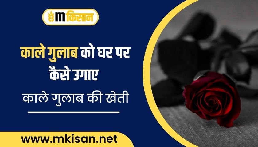 how-to-grow-black-rose-at-home