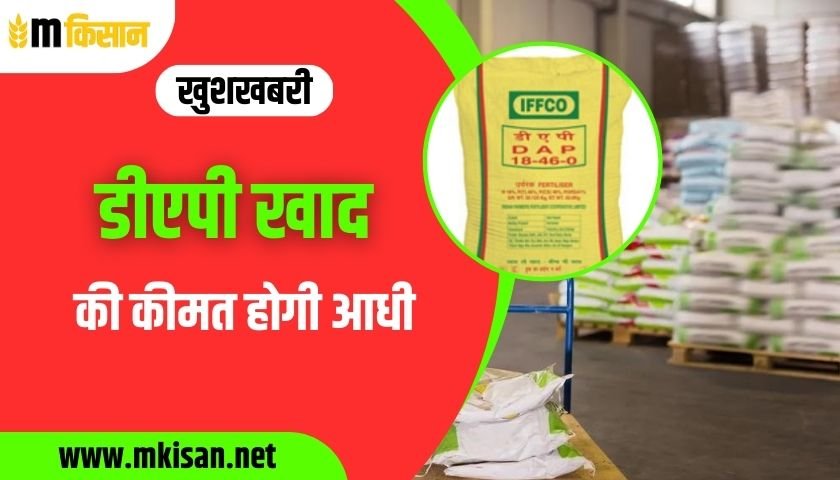 the-cost-of-dap-fertilizer-will-be-halved
