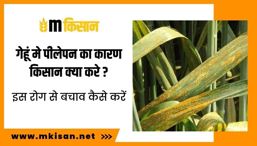 what-is-the-reason-for-yellowing-in-wheat