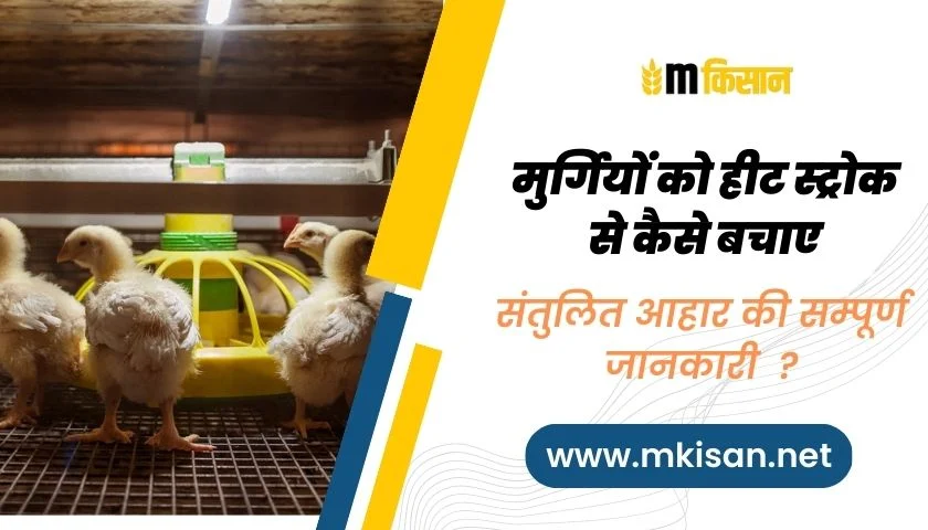 How-to-protect-chickens-from-heat-stroke