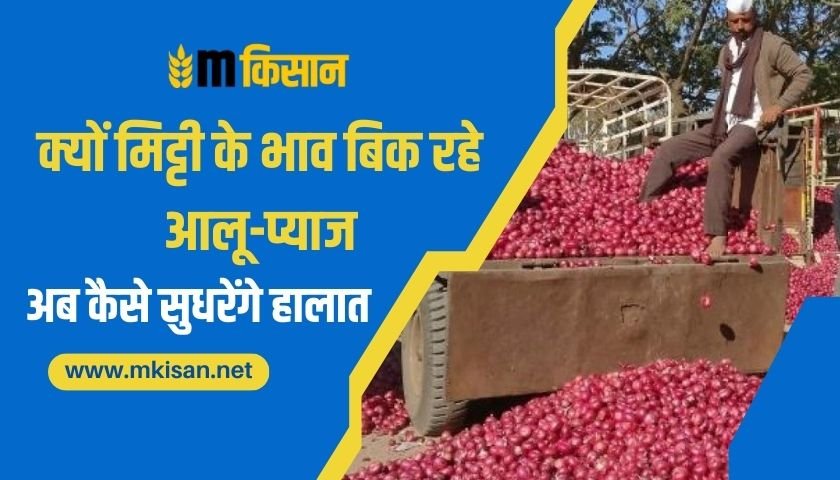 Why potato-onion is being sold at soil prices