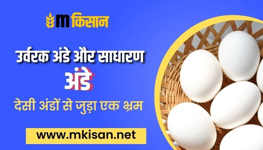 a-myth-related-to-desi-eggs