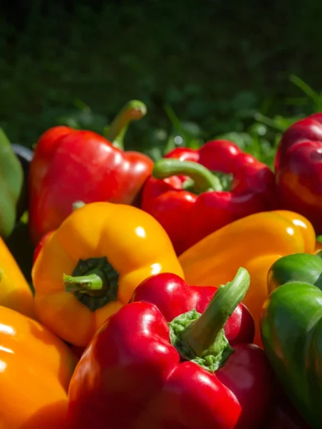 colourful-capsicum (2)