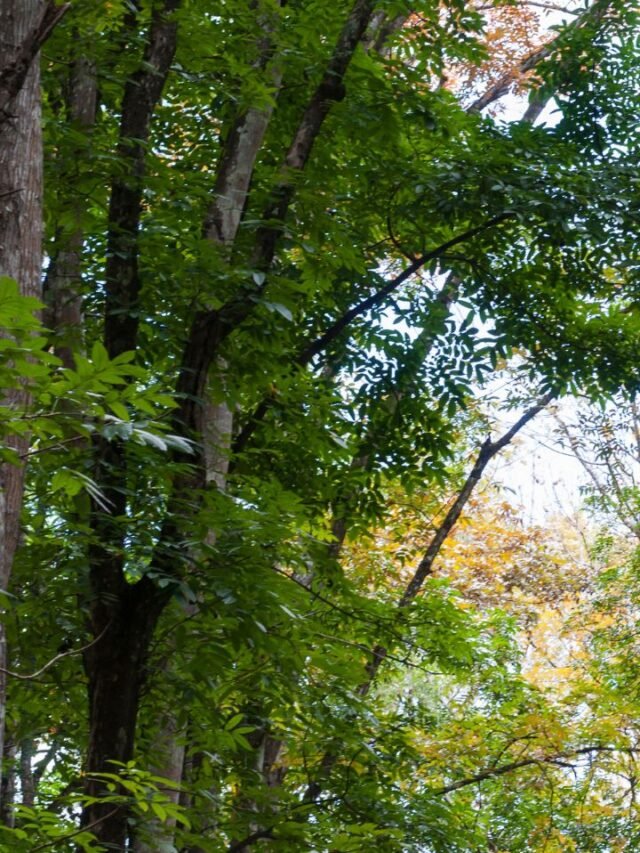 mahogany-tree-price