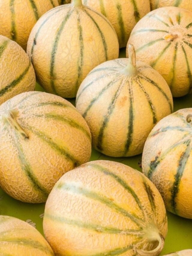 muskmelon (2)