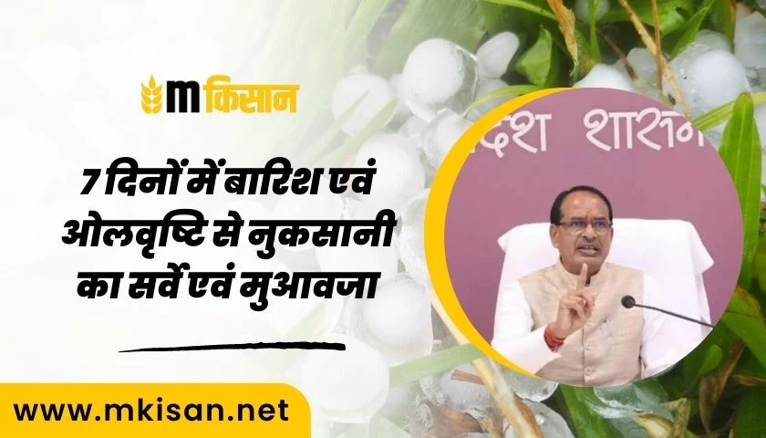 survey-of-damage-due-to-hailstorm-in-7-days