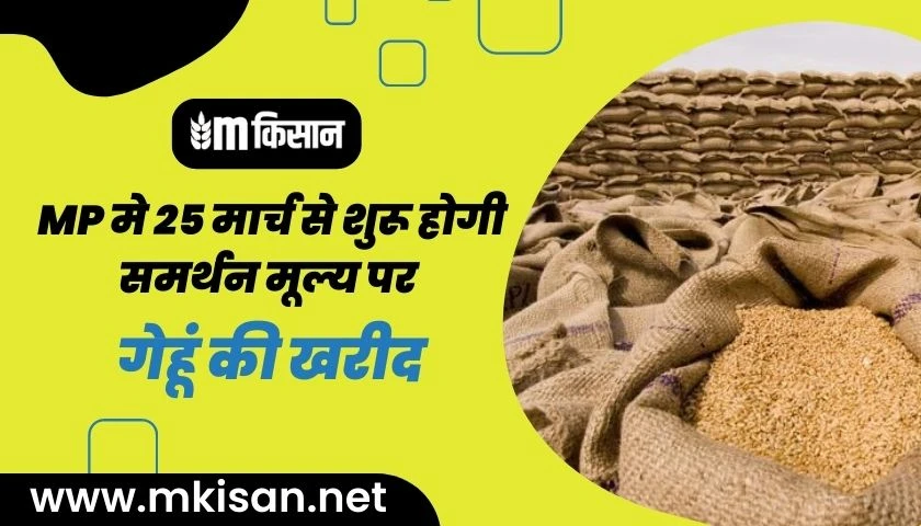 wheat-procurement-on-msp-starts-from-march-25-in-mp