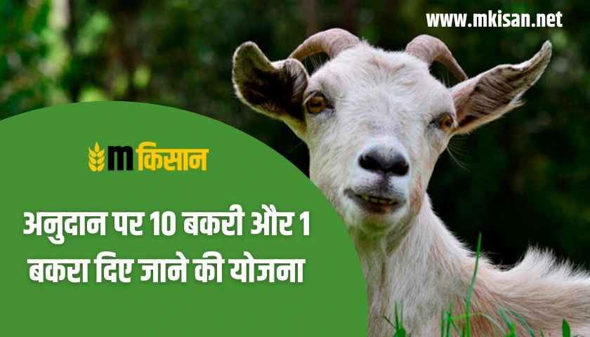 10-goats-and-1-goat-on-grant