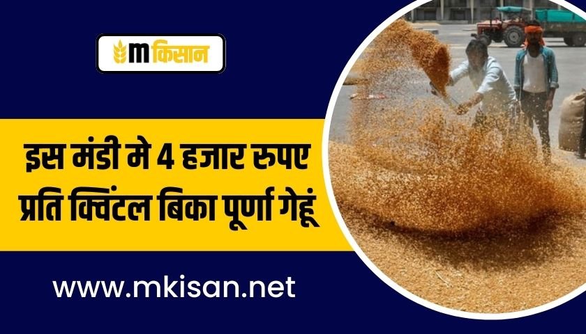 4-thousand-rupees-per-quintal-sold-full-wheat