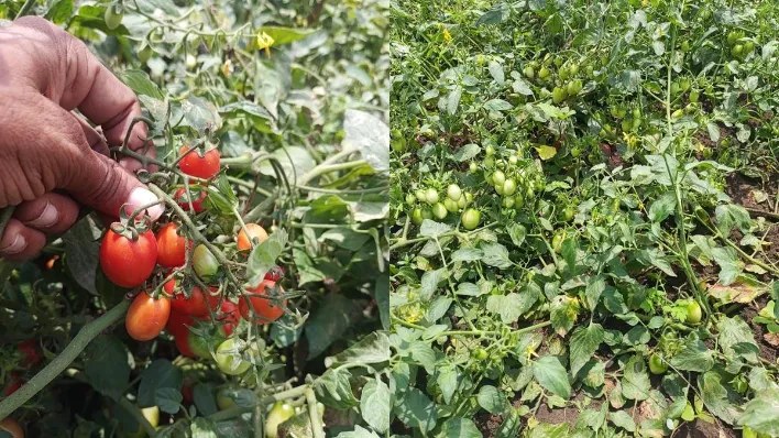 bl cherry tomato