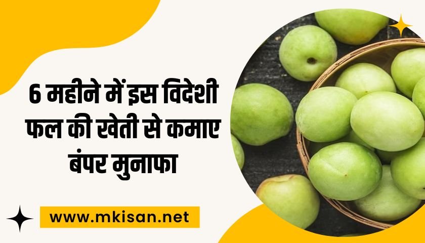 earn-profits-from-thai-apple-plum-cultivation
