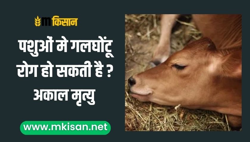 haemorrhagic-septicaemia-in-animals