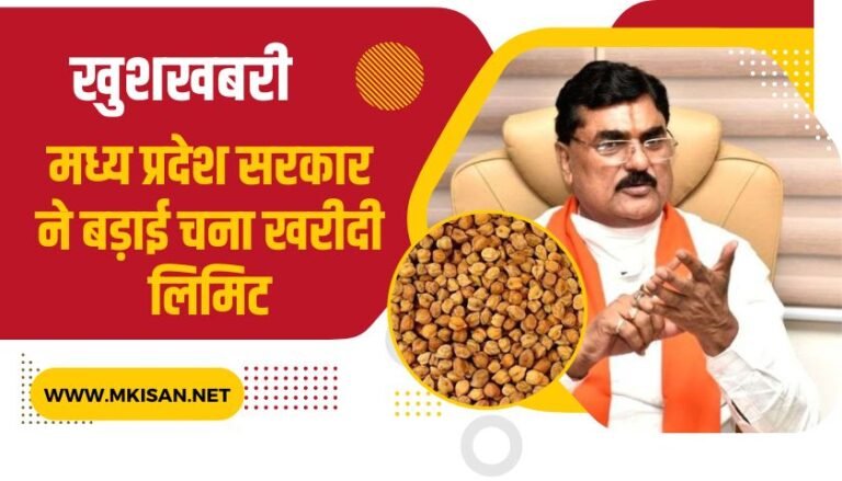 खुशखबरी : मध्य प्रदेश सरकार ने बड़ाई चना खरीदी लिमिट - mkisan
