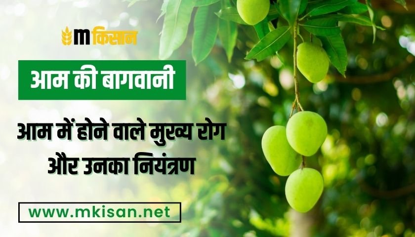 major-diseases-of-mango-and-their-control