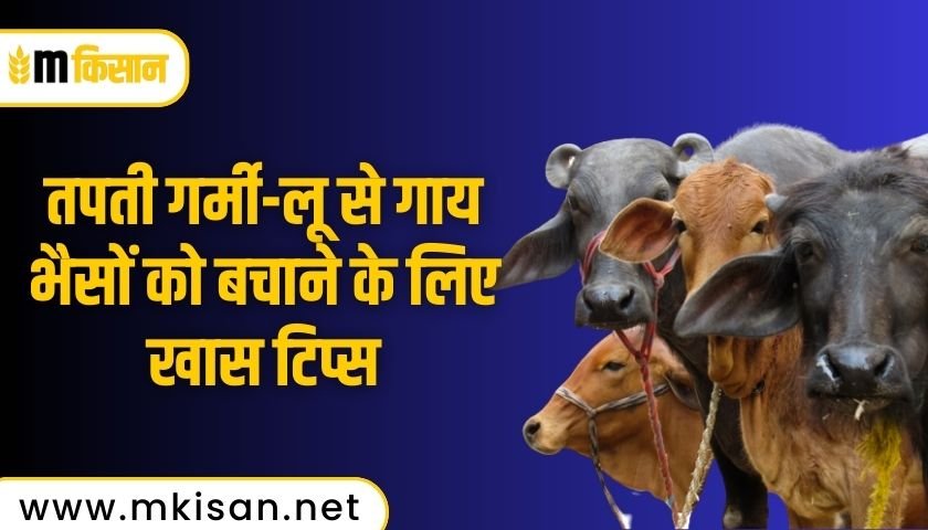 special-tips-to-save-cows-and-buffaloes-from-heat