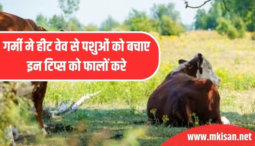 tips-to-save-animals-from-heat-wave-in-summer