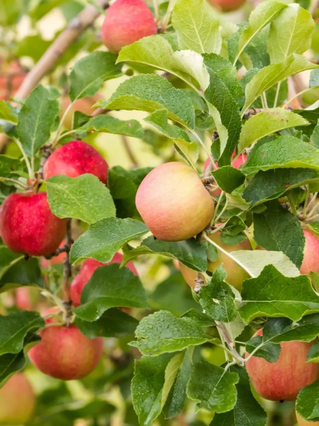 गर्म स्थानों पर भी सेब की खेती परीक्षण में उत्साहजनक परिणाम