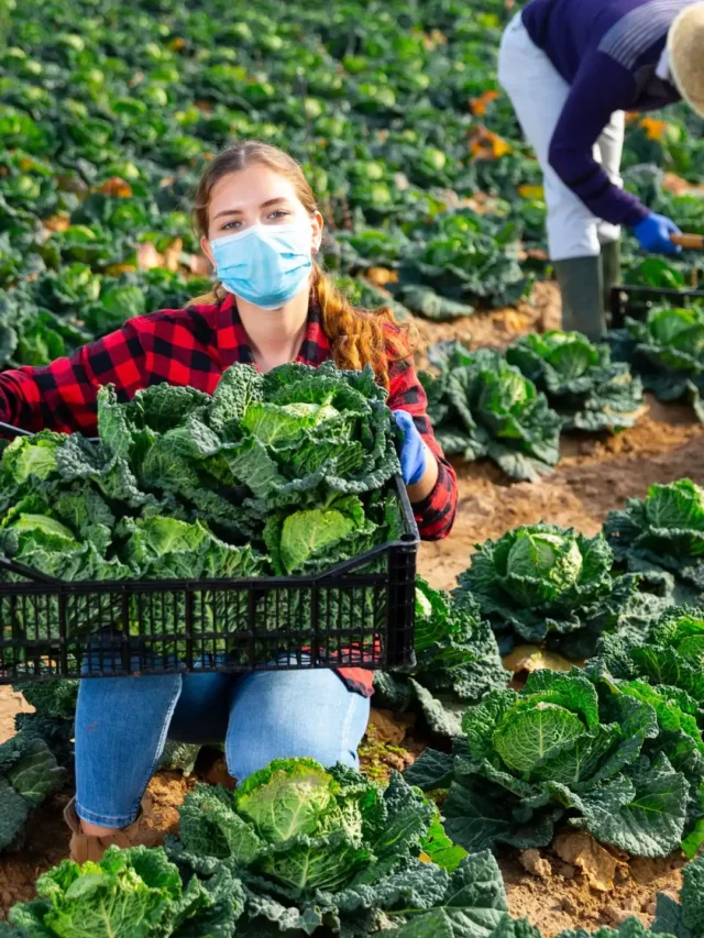 Cabbage Harvester: उपज को बढ़ाने और फसल की कटाई में लाभ