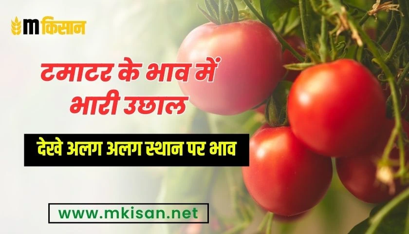 huge-jump-in-tomato-prices-see-prices