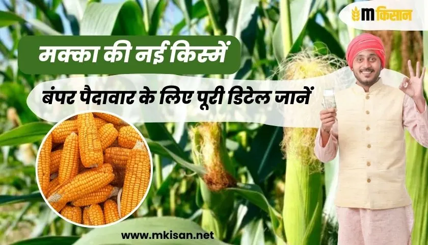 new-varieties-of-maize