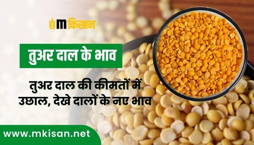 rise-of-tur-dal-prices