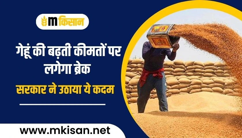 there-will-be-a-break-on-the-rising-prices-of-wheat