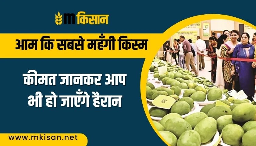 which-is-the-most-expensive-variety-of-mango