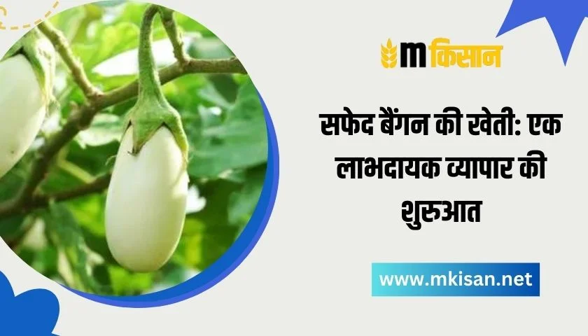 white-brinjal-farming-a-profitable-business