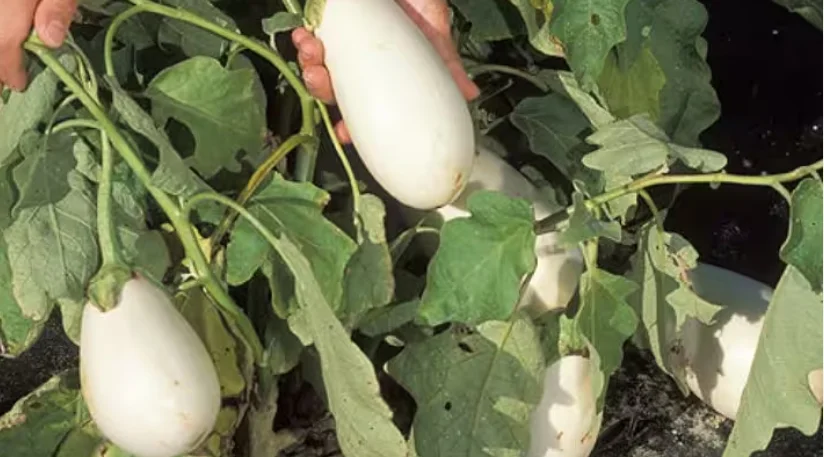 white brinjal farming