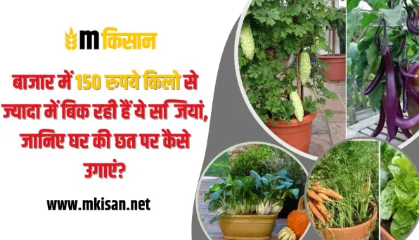 150-rupees-kg-vegetables-in-the-market.