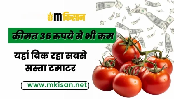 Cheapest tomato sold here, price Rs 35